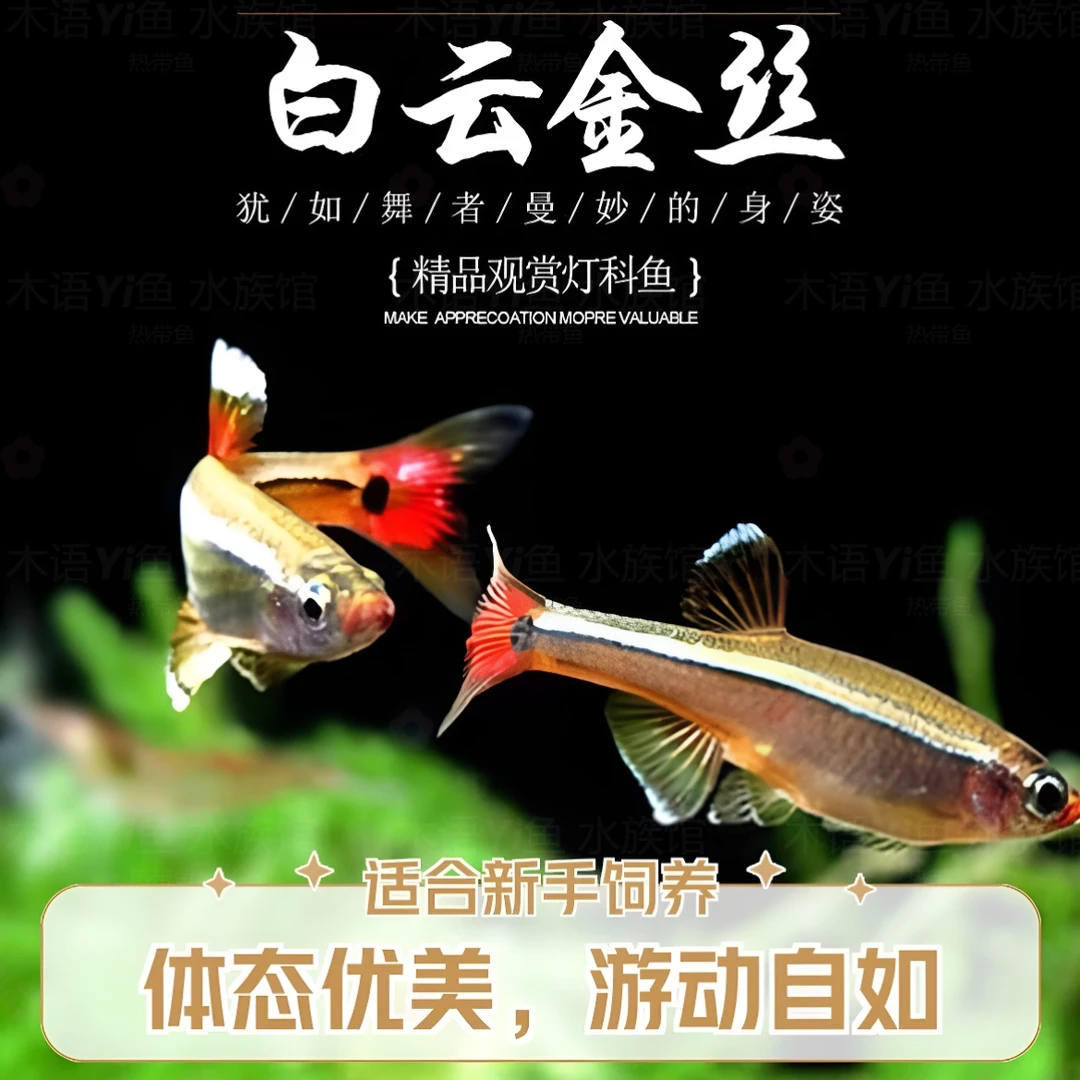 白云金丝鱼灯科鱼活体渔场直发耐活鱼冷水不加温观赏原生淡水小鱼