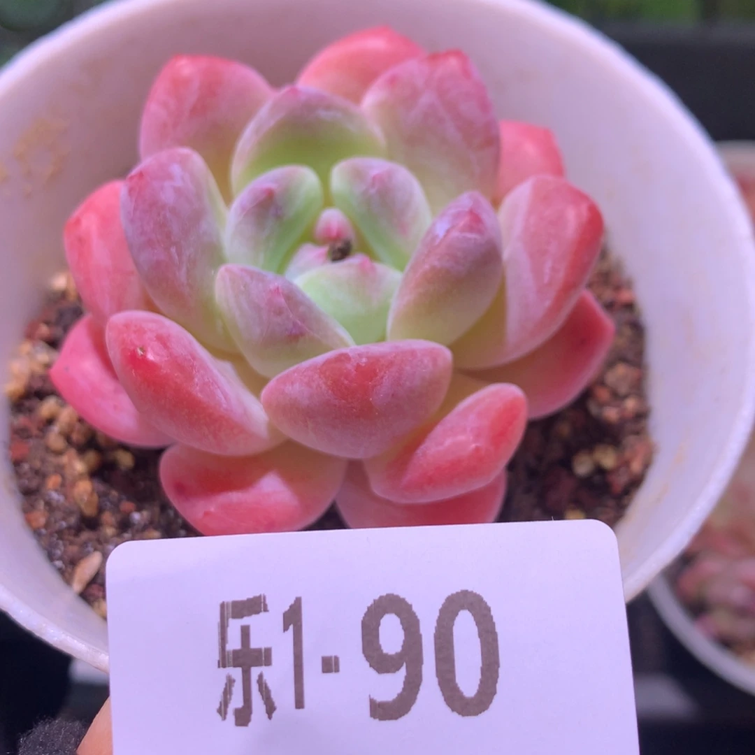 乐然1 -90 白冰单头