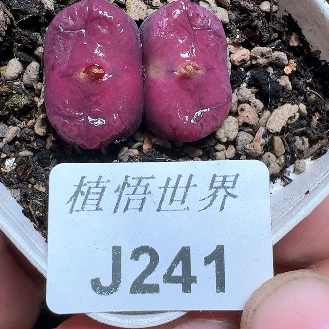 241号多肉植物哇cv
