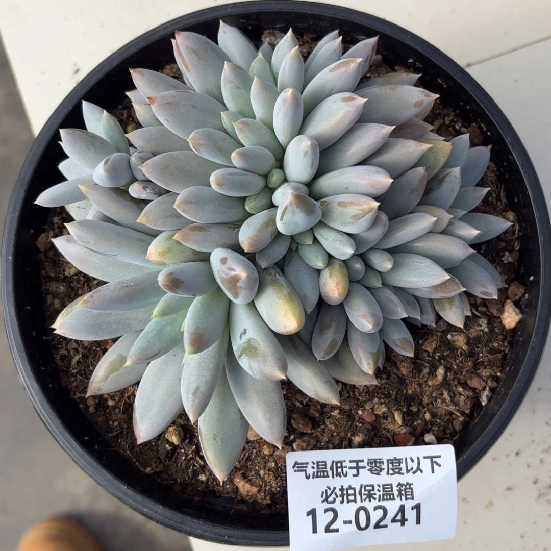 0241哥特萝莉多肉植物