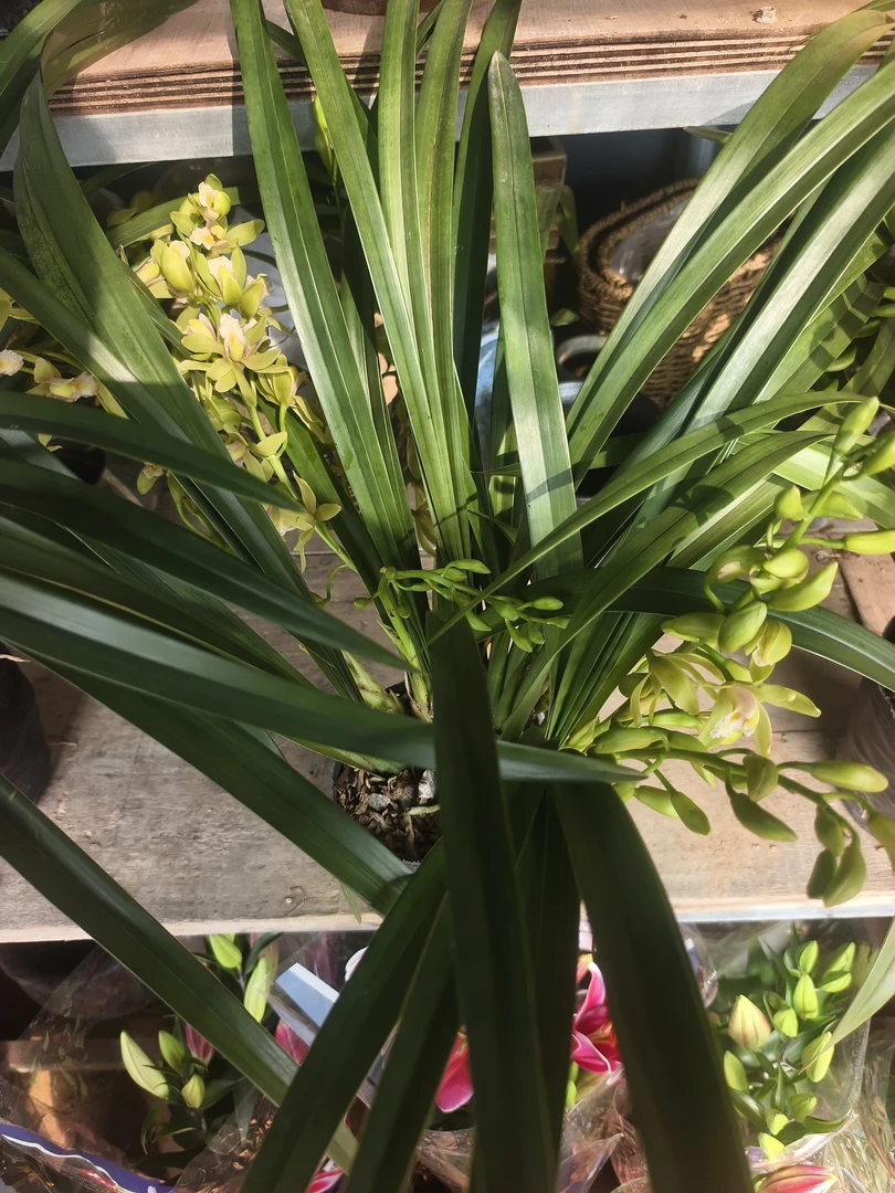 高端精品香水香兰浓香型兰花室内好养花卉植物