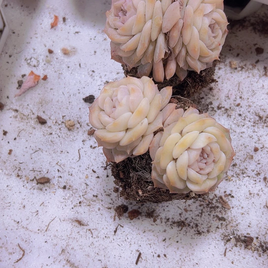 双头纯爱2个19包邮饿