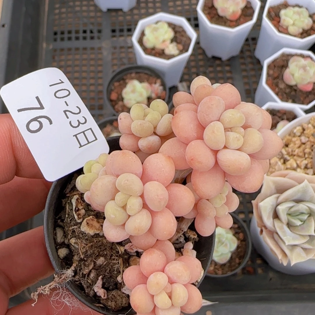 鱼子酱老桩一颗脱土