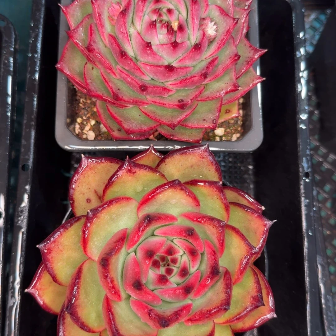 从前慢花园多肉编号1230-154