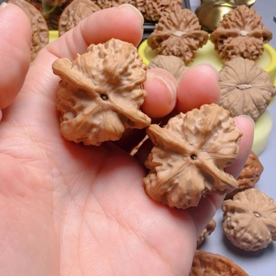 野狼骨质好文玩核桃