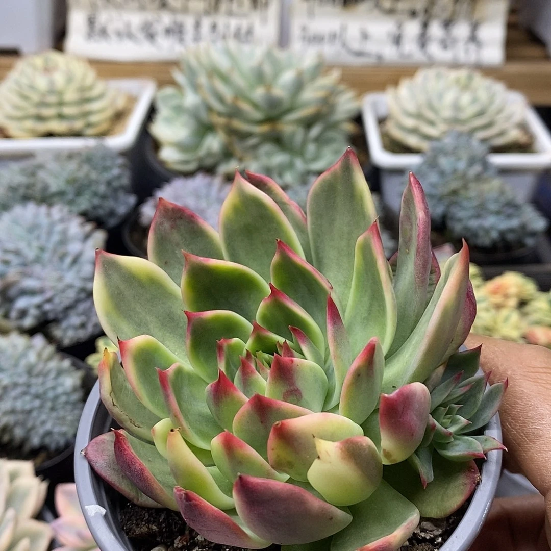 0457 桃花覆轮锦带崽