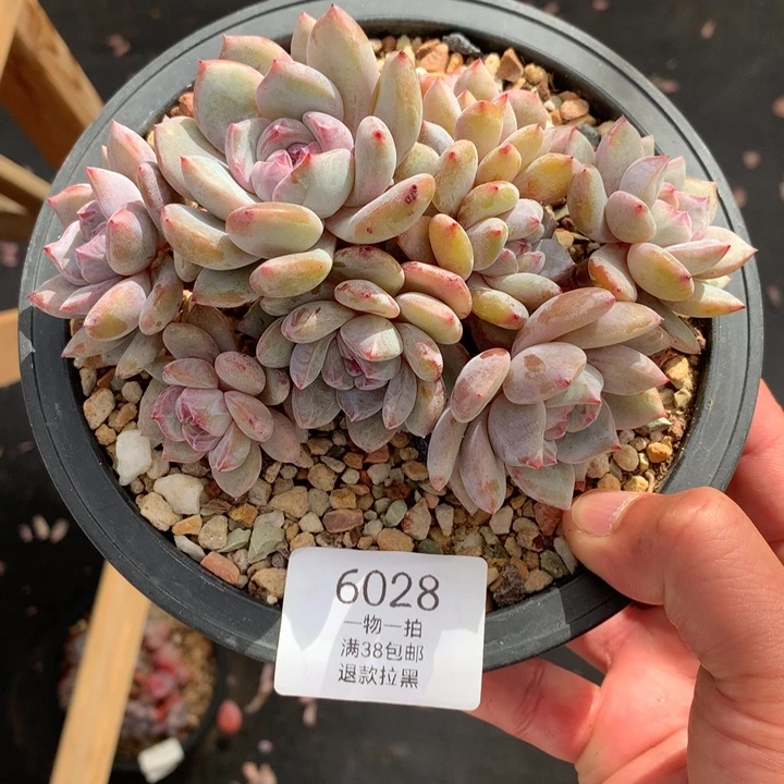 6028石榴籽星影小脸12头默认有砍