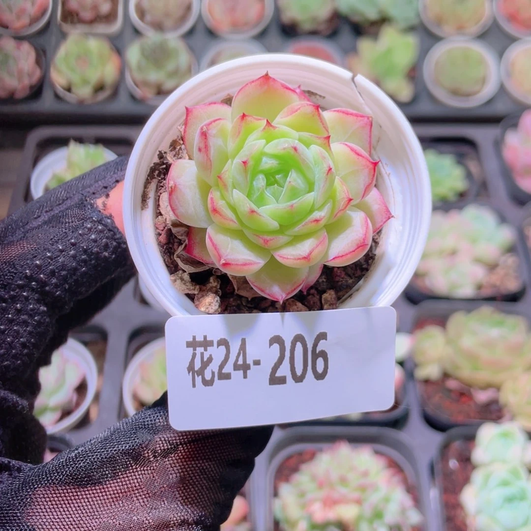 花利美24-206新品