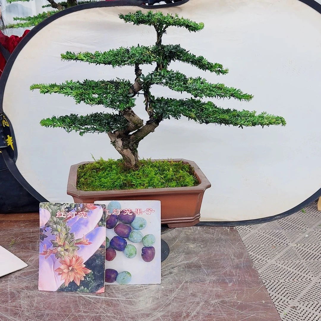 抛***恼无花朵罗汉松一物一拍888