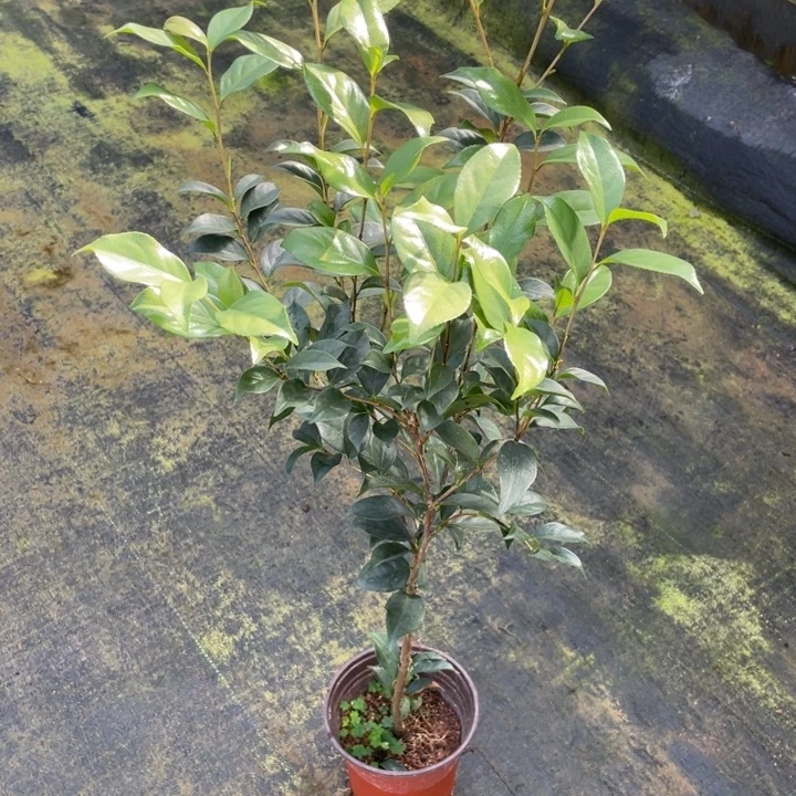 完全开放四季金花茶11111