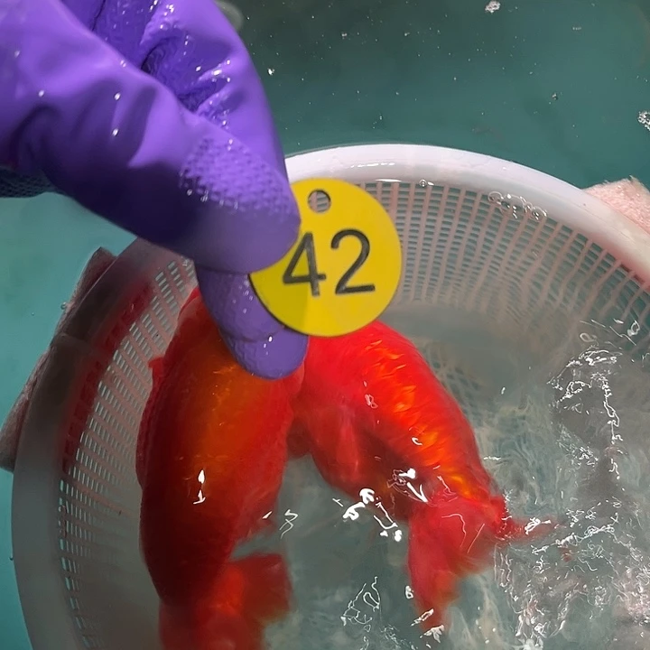 金鱼啊啊啊啊啊啊啊啊啊