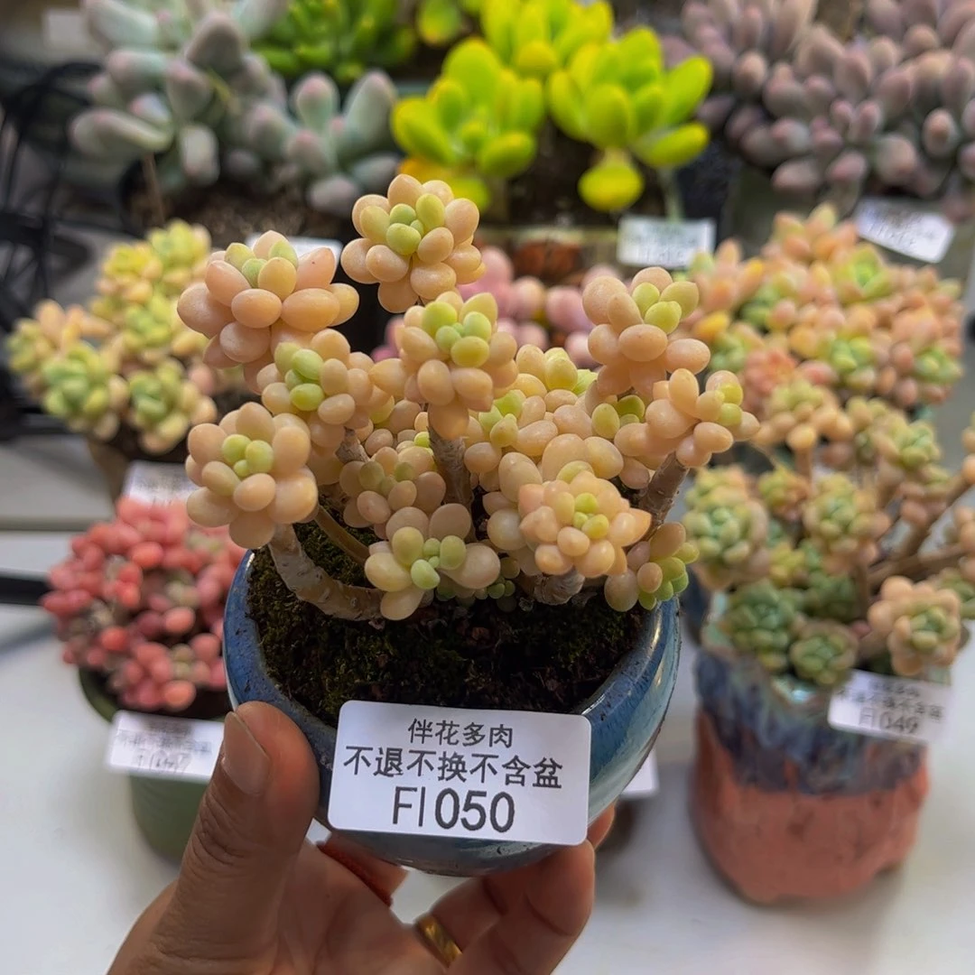 花多鱼子酱050/8cm多肉