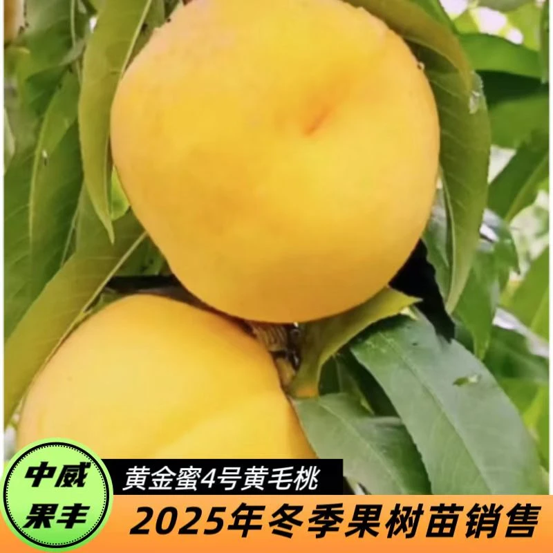 黄金蜜4号9月上旬成熟挂树期长 大果型 果核小 肉质细密 浓甜浓香