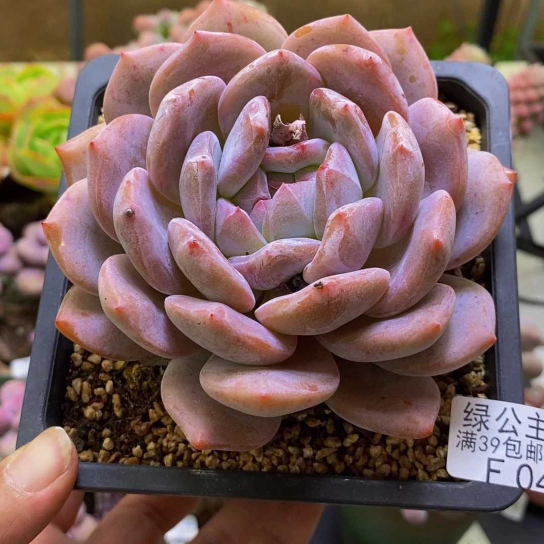 044橙梦露9cm多肉