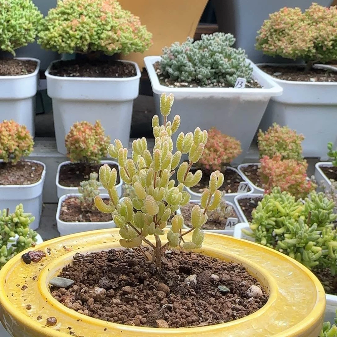 ਹ****、冰米锦枝干番杏专拍