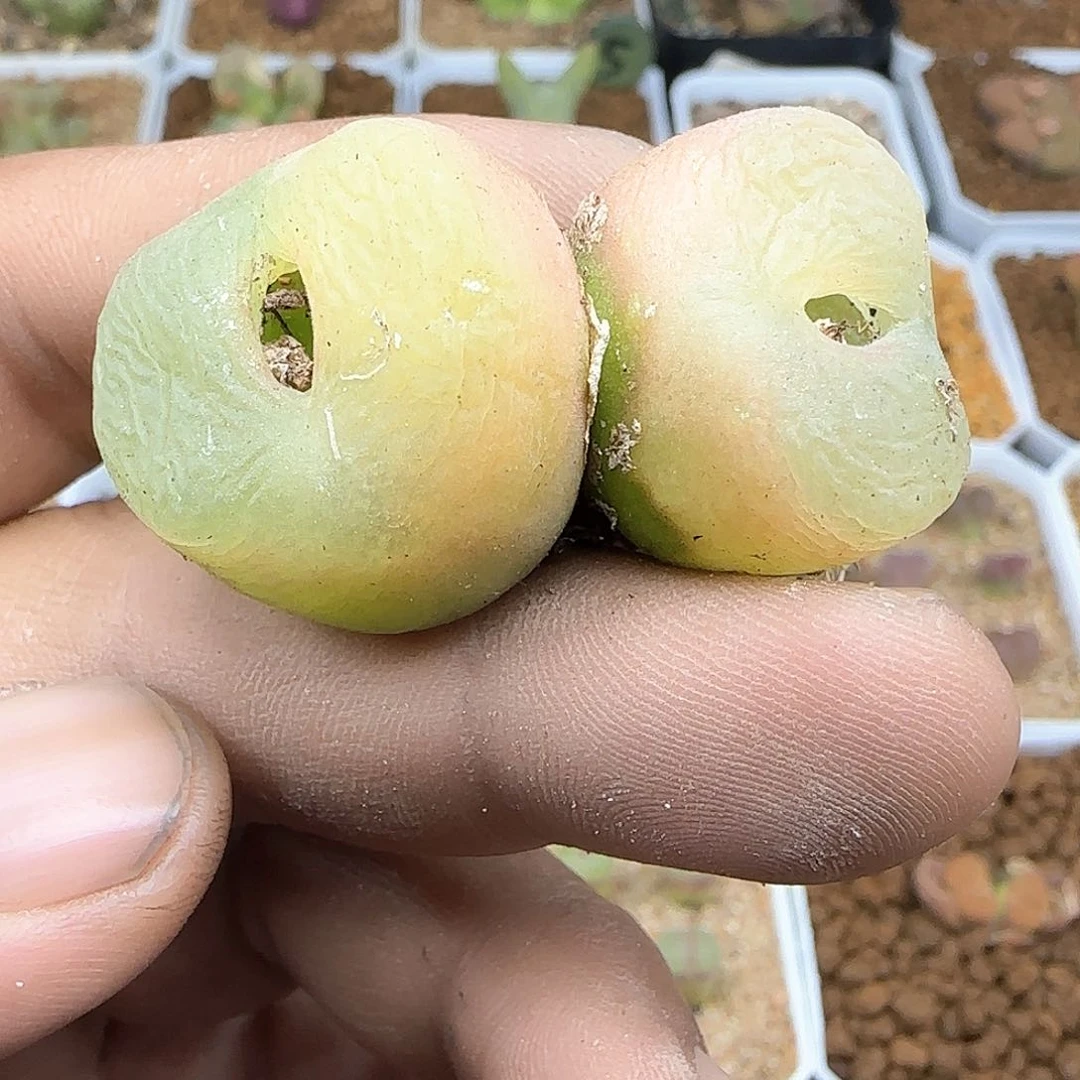辣*脱土28包邮29640
