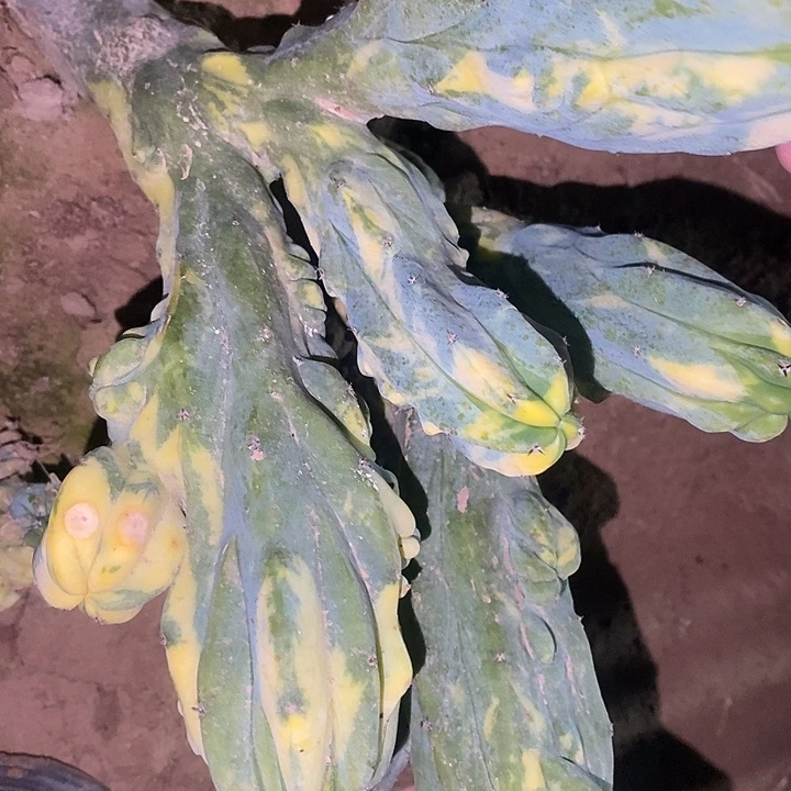 用***9落地龙神木缀化锦