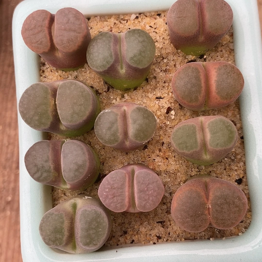 2254一组磁铁。