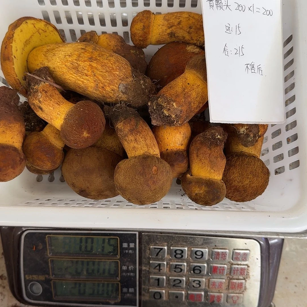 恩***平青头菌中国大陆菌子