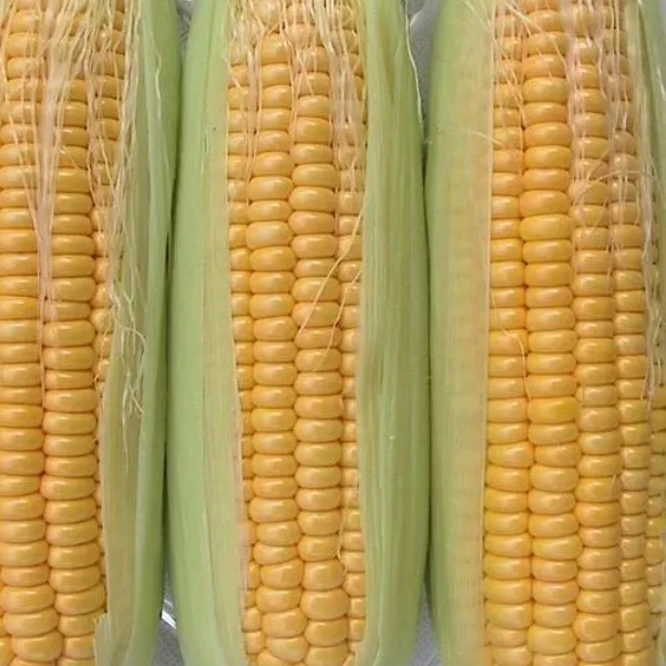 新鲜黄金水果玉米10斤现摘新鲜嫩玉米甜玉米苞谷玉米整箱包邮