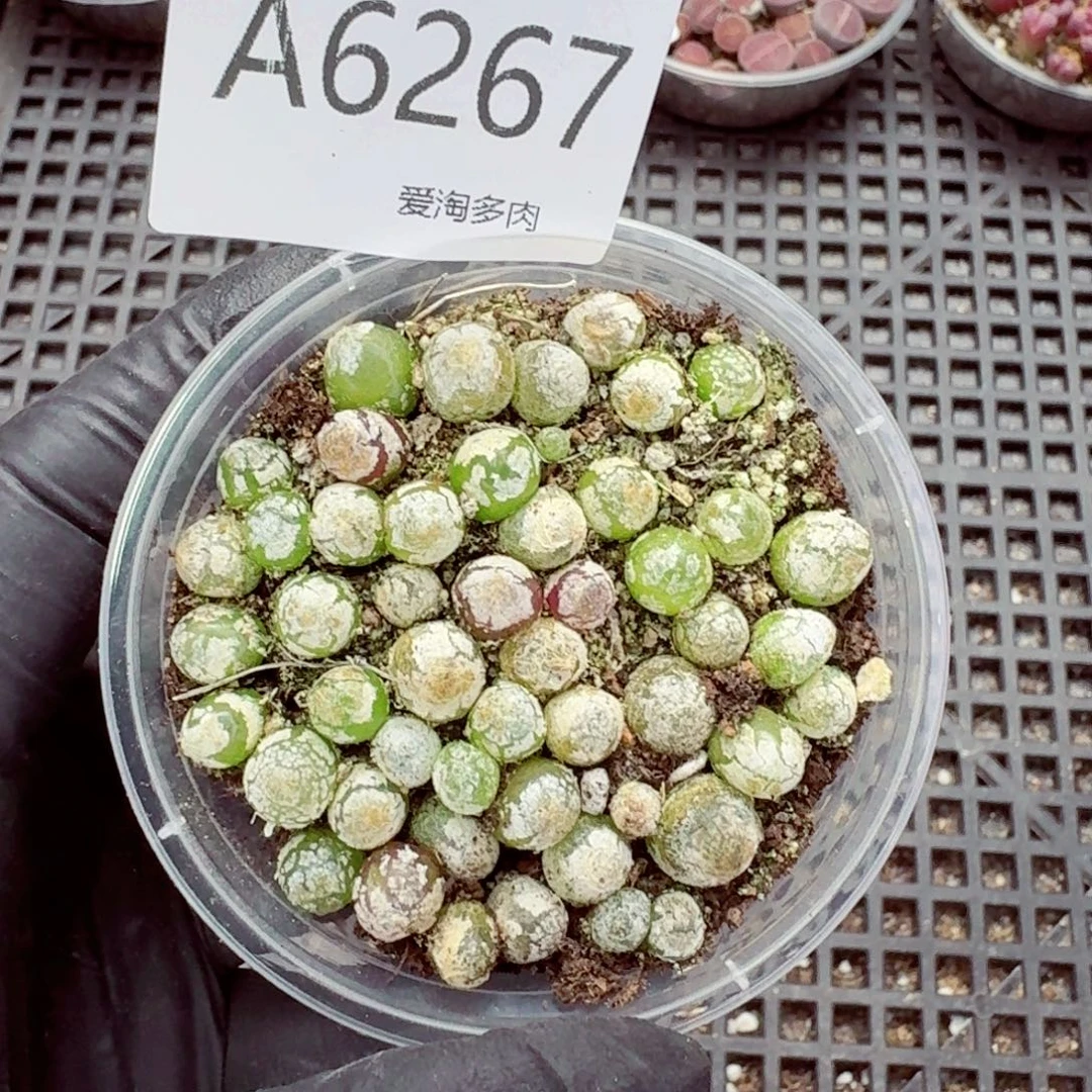 6267—生石花 生石花