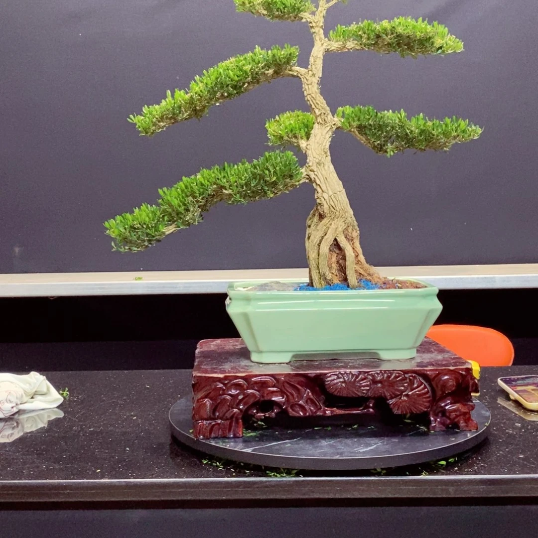 无花朵广东皱皮雀舌黄杨