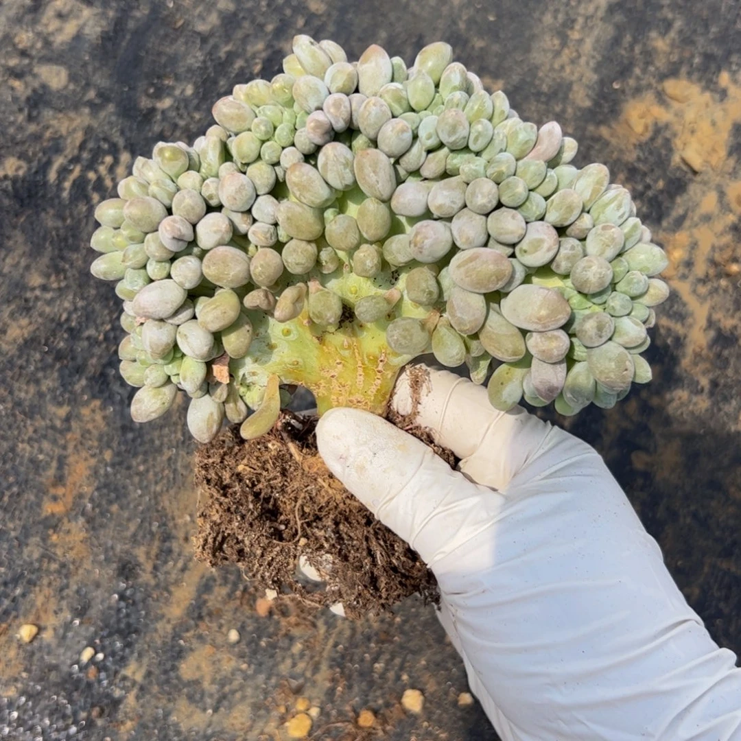 敲***敲汤圆缀化多肉植物