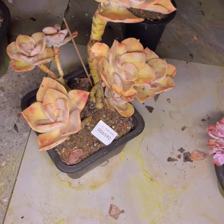 玲***昔多肉一物一拍6590