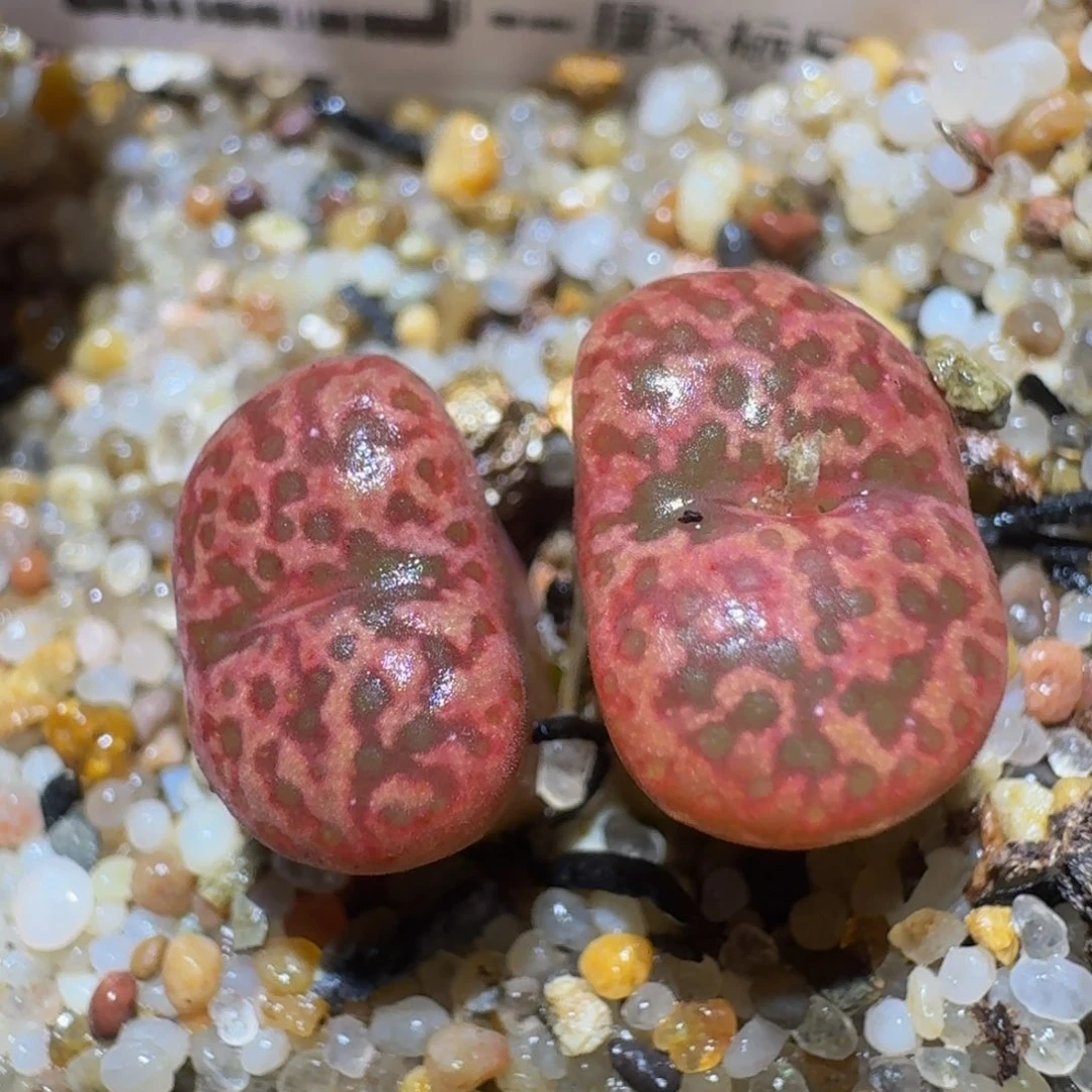 Ssss精品生石花631粉豹纹