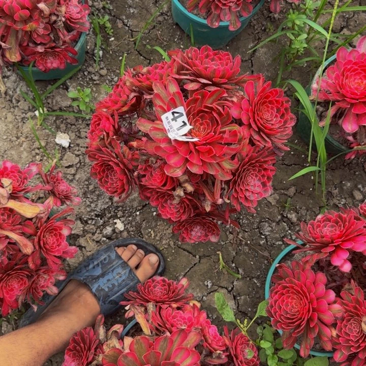 白月光花27-13包邮花花