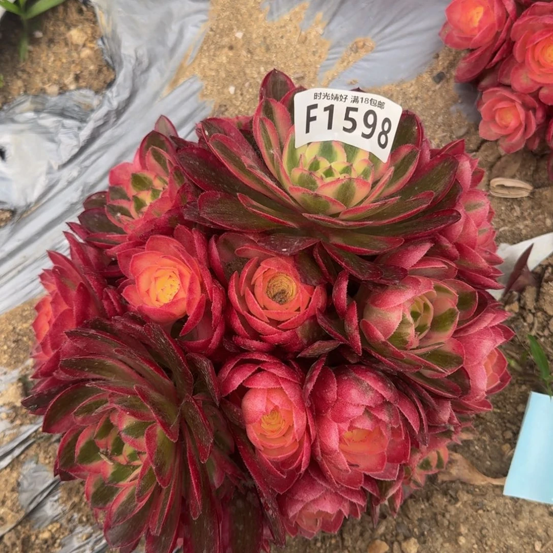 1598荔枝多肉植物