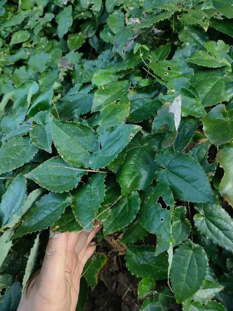 正宗圆叶柔毛淫羊藿种子种苗