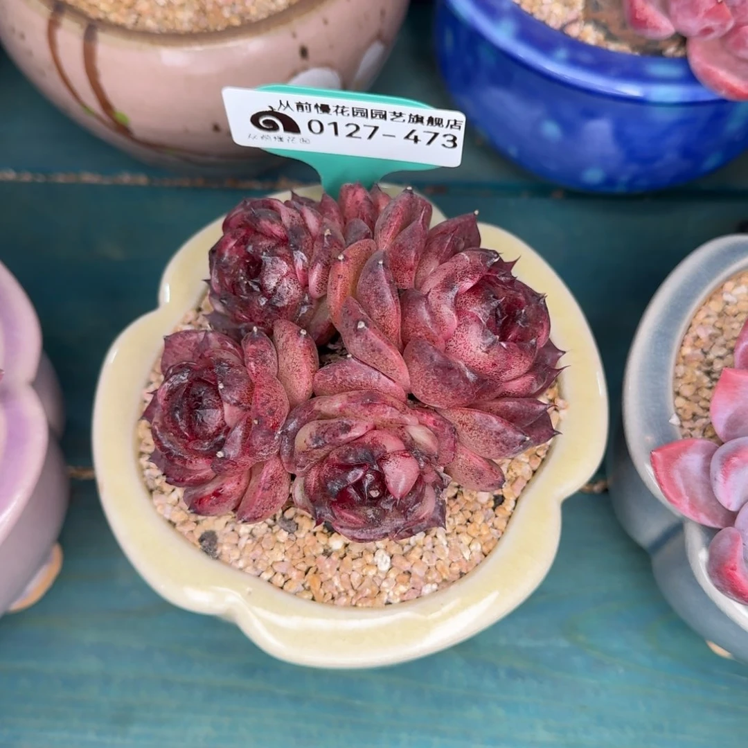 从前慢花园雪雪多肉0127-473