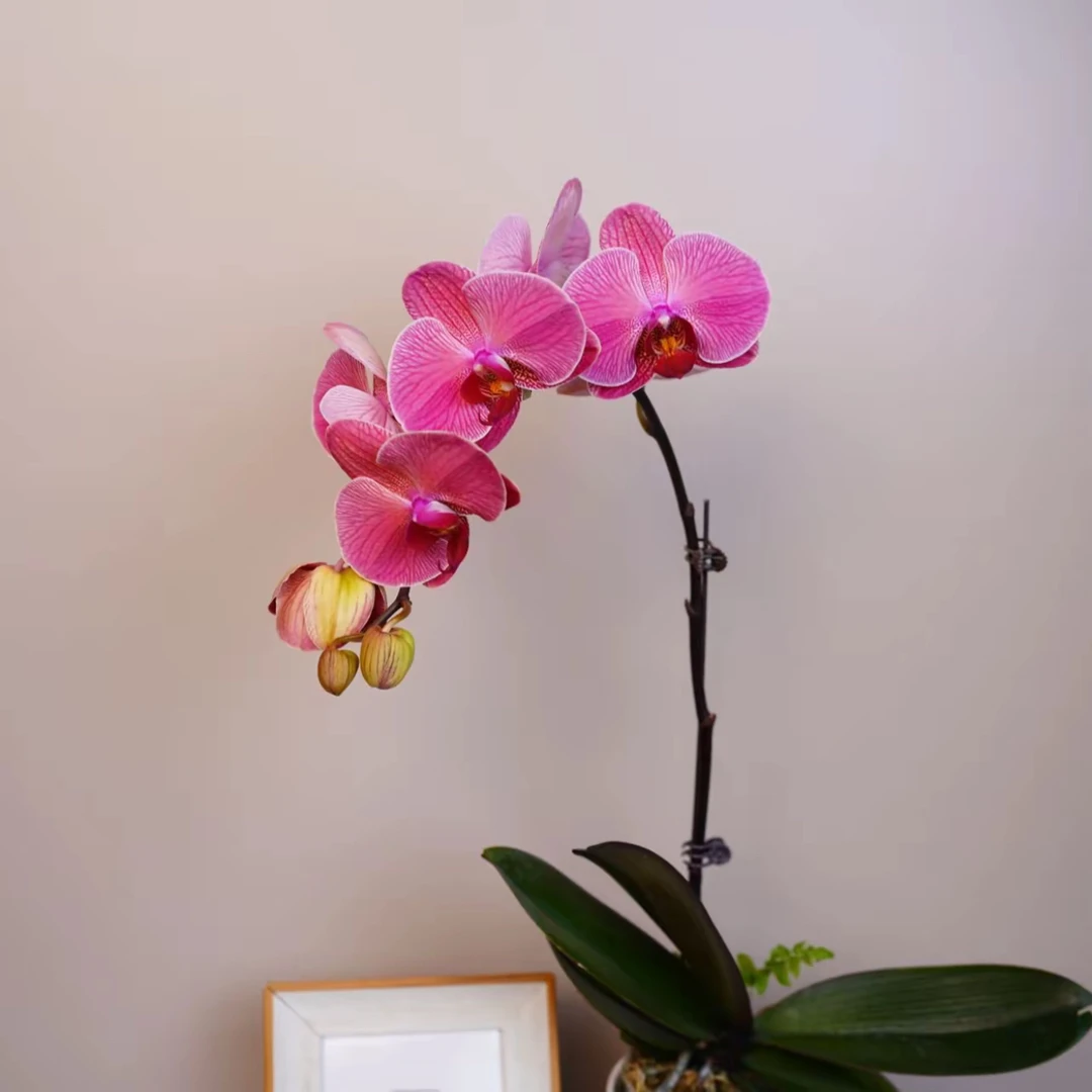 明兰花卉 蝴蝶兰【聚宝柑橘】 带花带花苞开花株发