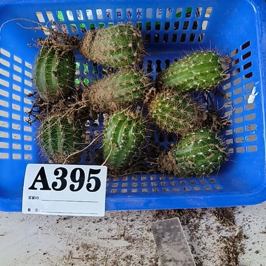 当前无花栽培后可以开花395