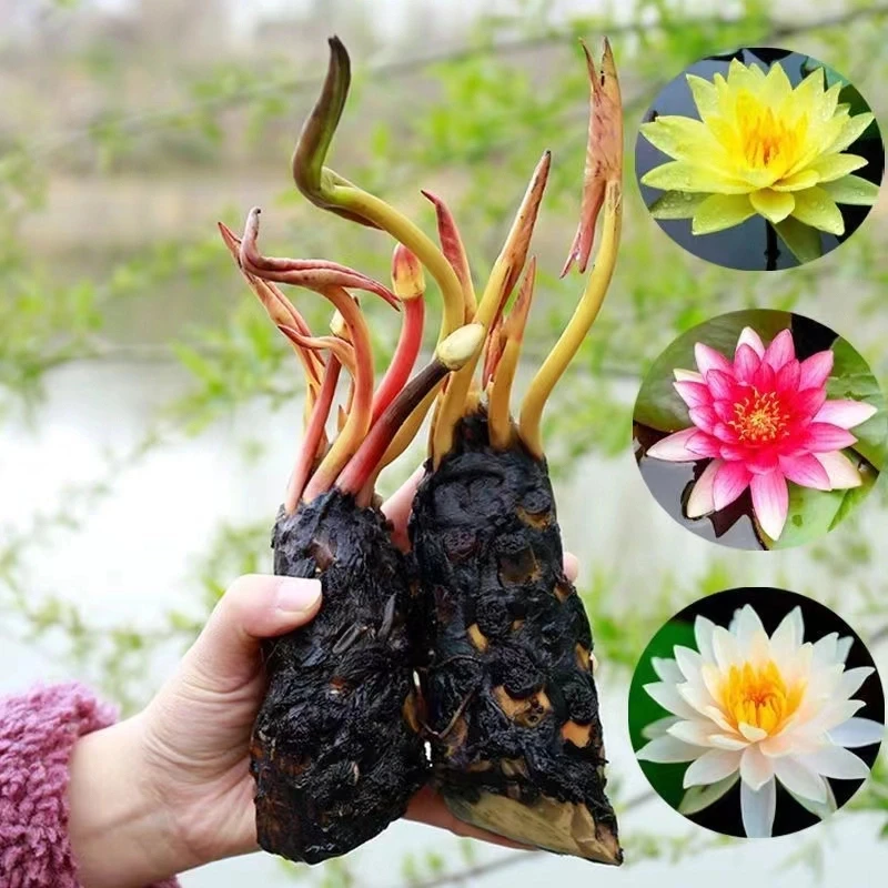 睡莲根块池塘睡莲花水培植物四季莲花盆栽水养花卉荷花睡莲根茎