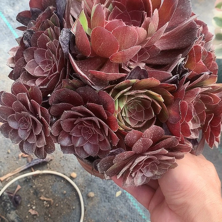 509男爵多肉植物