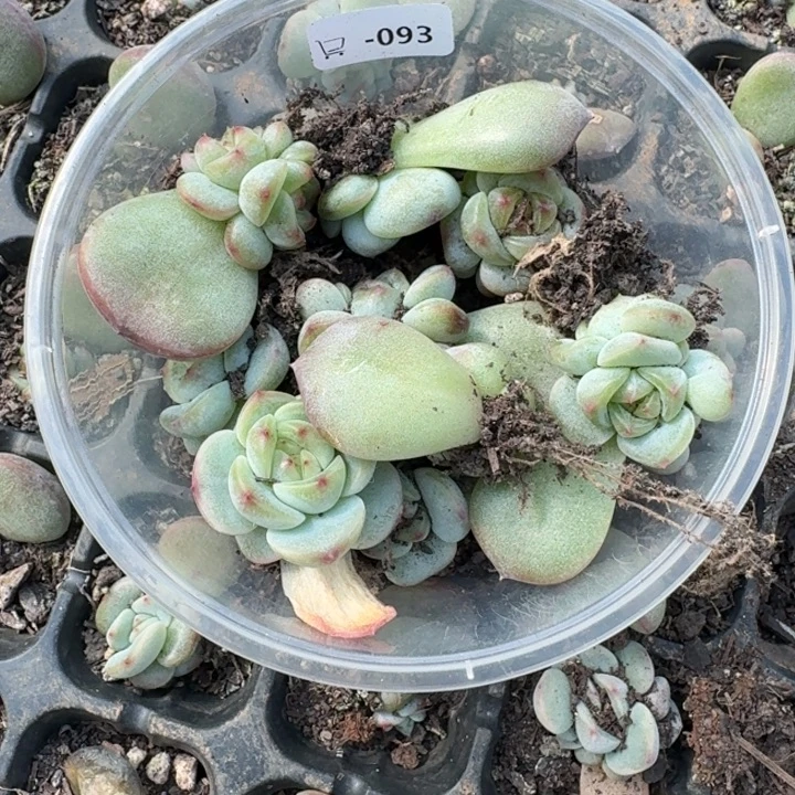 S***z093甜心二饭盒一组八颗