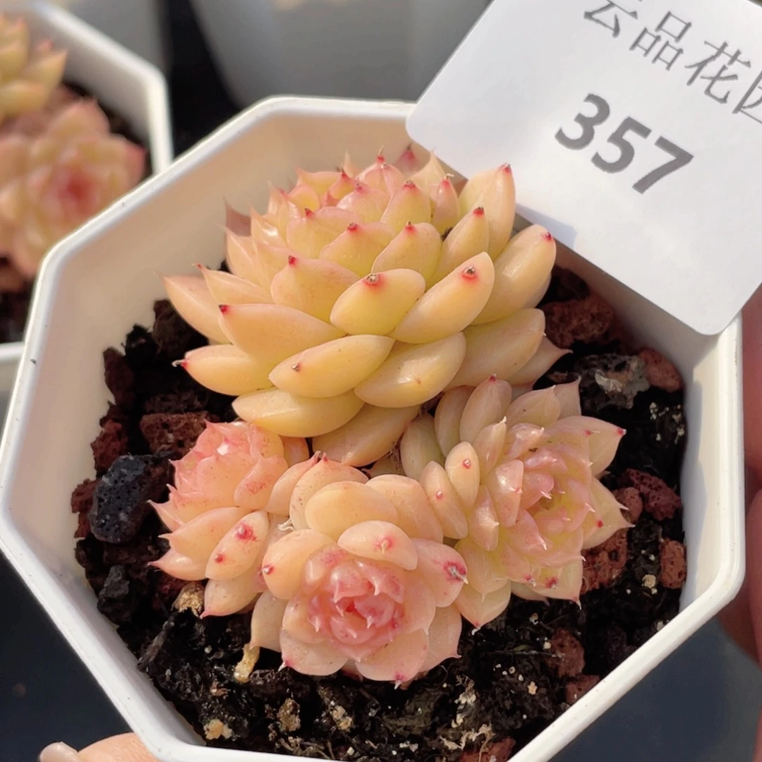 357号糖心冰心珍妮 不包整