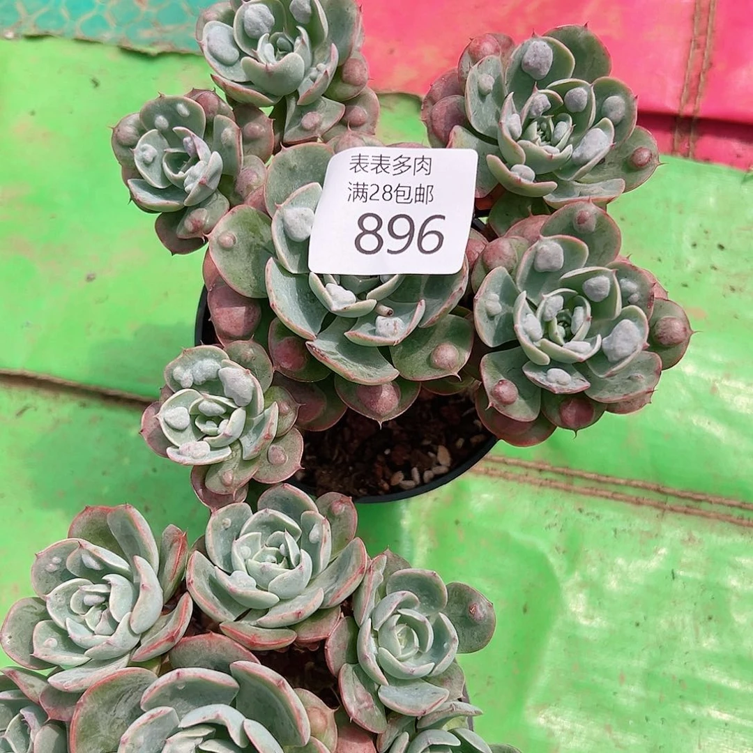 山***酒多肉一物一拍植物896