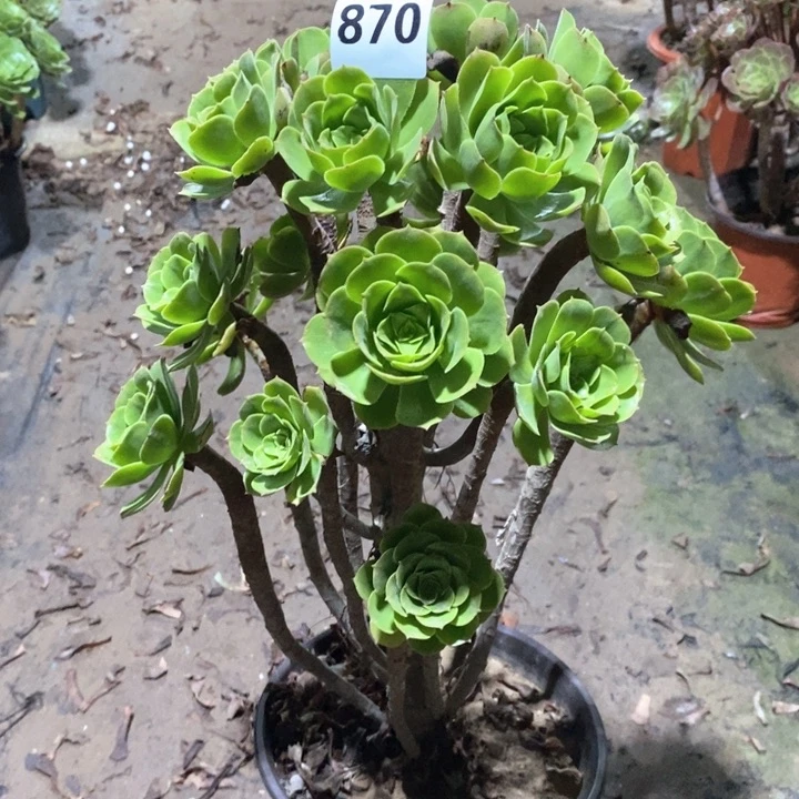 法师一物一拍870