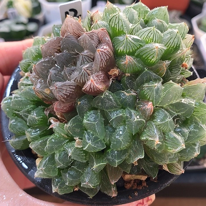 12号实生玉露一物一拍