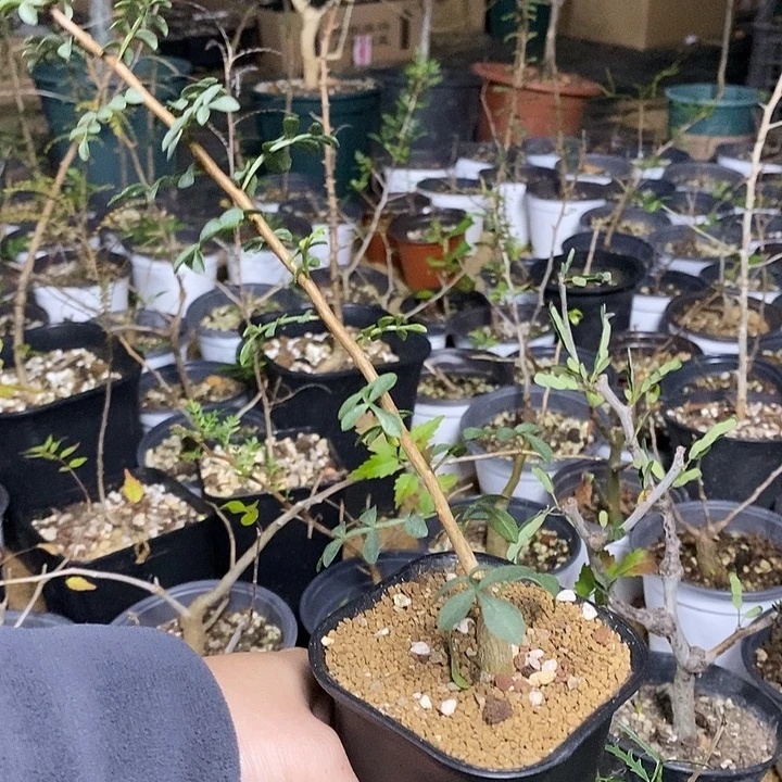 黃***樓羽叶没药带盆土发货