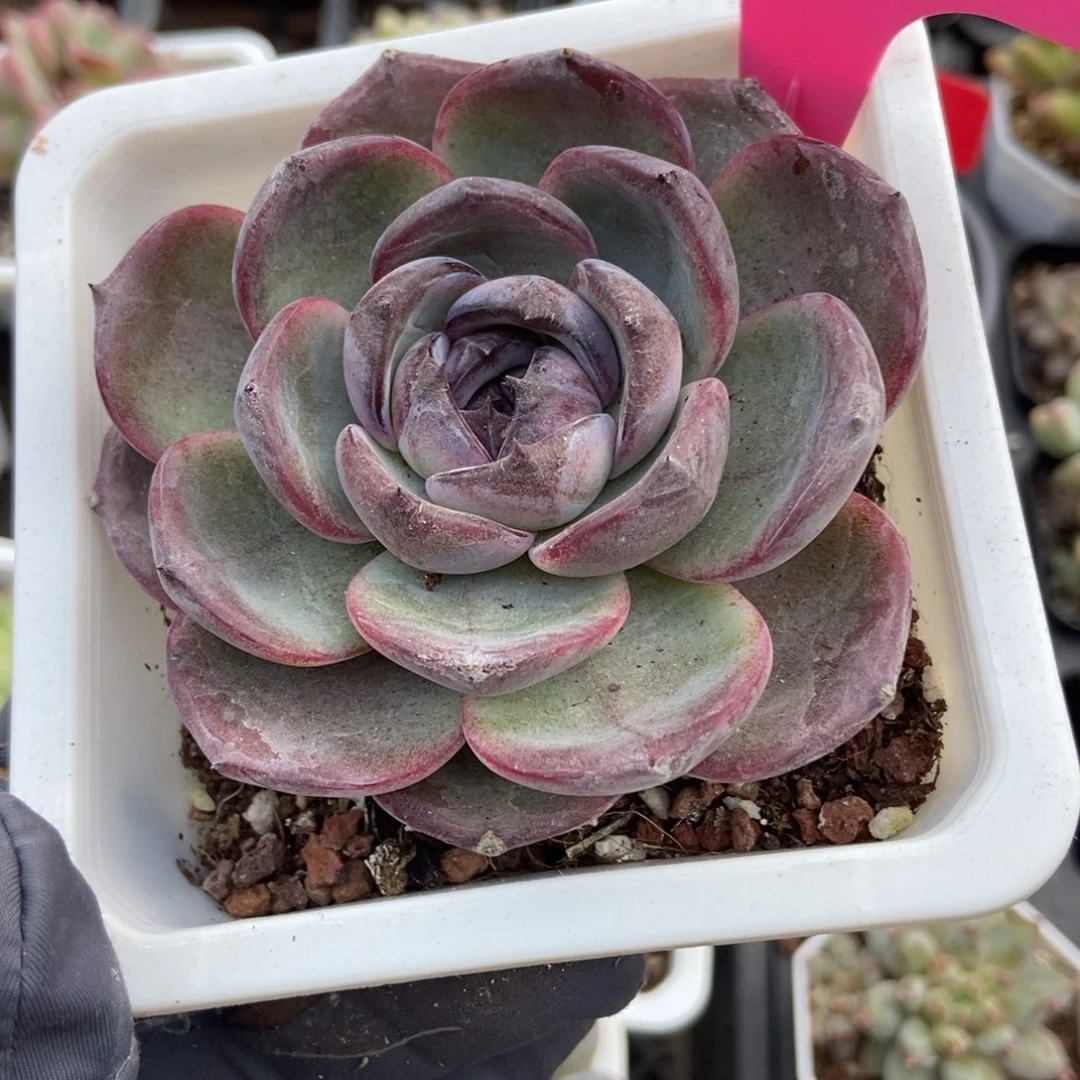 113黑橙多肉植物多肉