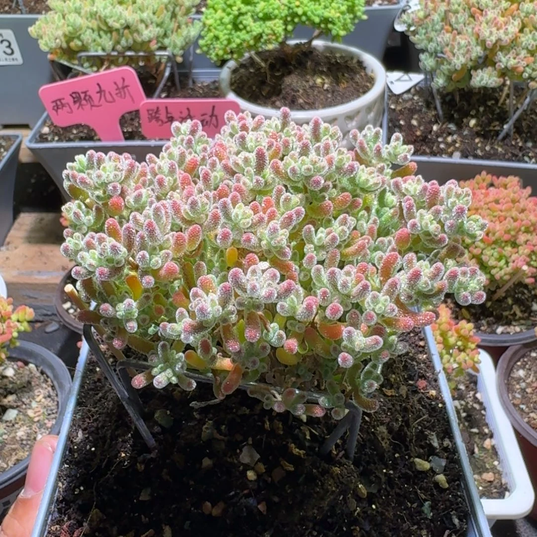 枝干番杏粉冰晶625