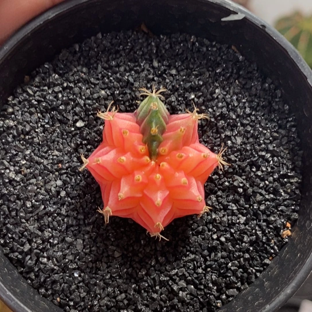 精品米哈—脱土发货2