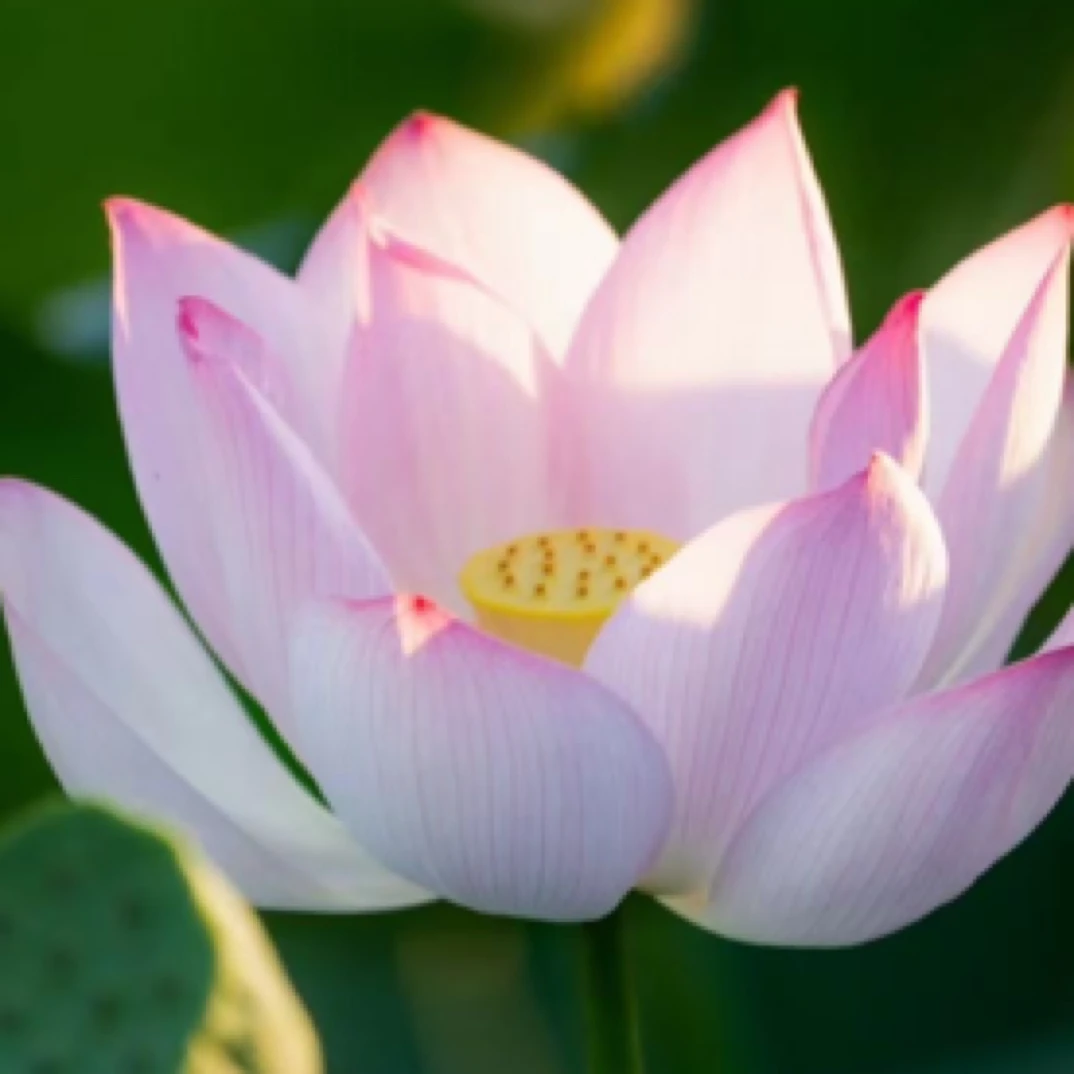 朋友家自种的红花莲子，红花莲子产量低，比白莲更粉糯，懂货的来