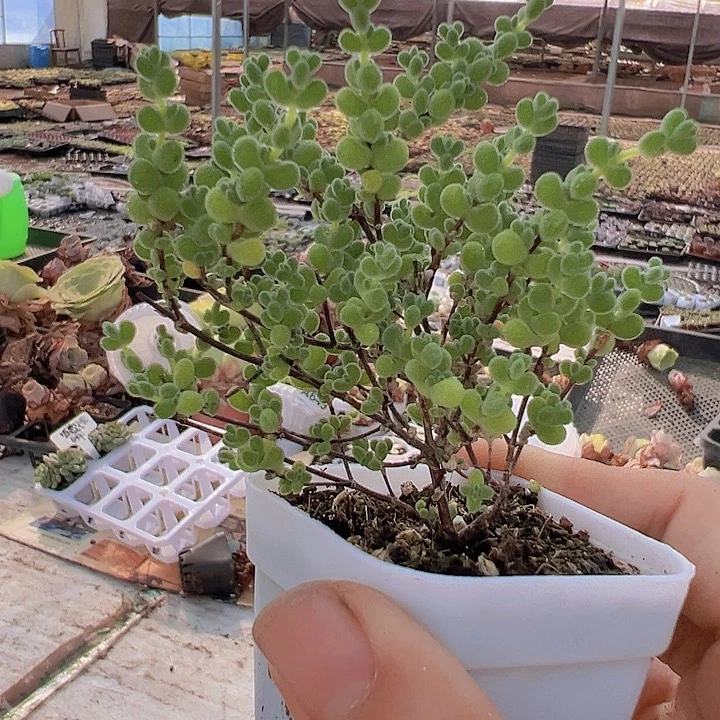 莱斯枝干多肉植物