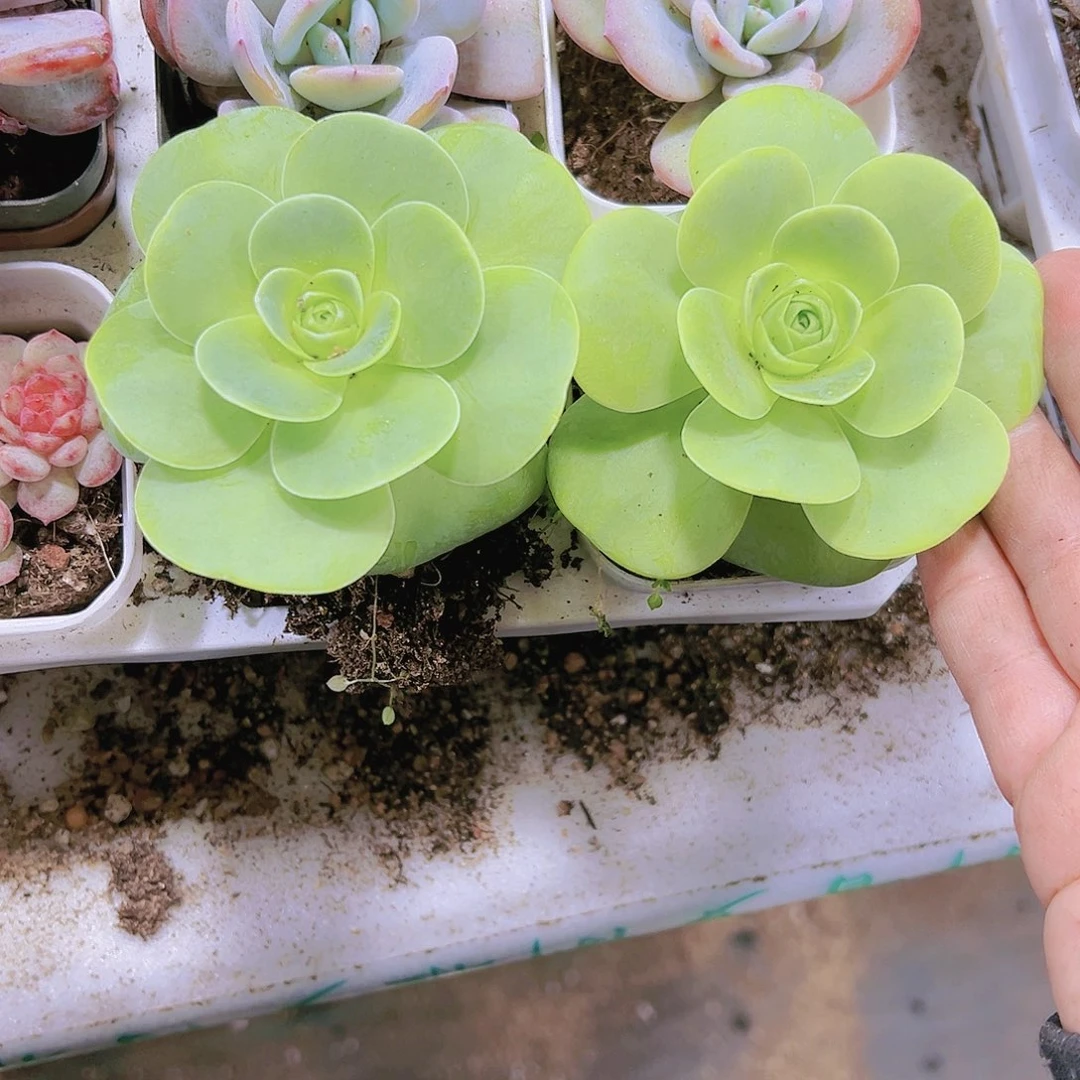 白玉鸡蛋19包邮多肉