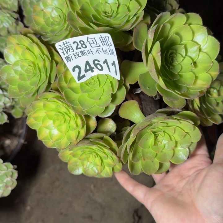 24611南抹茶不包断枝